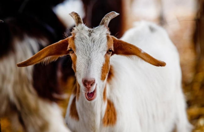 Agriturismo Archelao - Photo 20