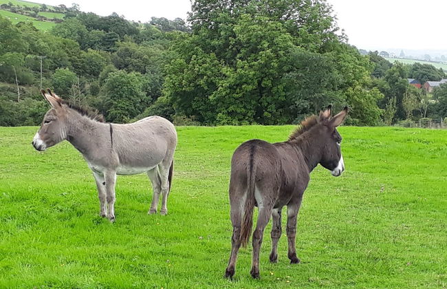 Tanglewood Barn - Foto 38