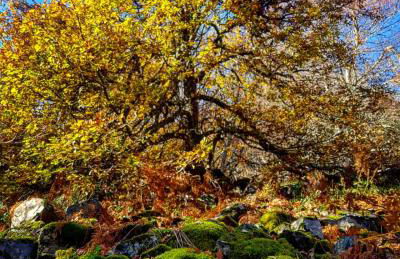 Casa Turismo Rural O FILANDÓN - Foto 16