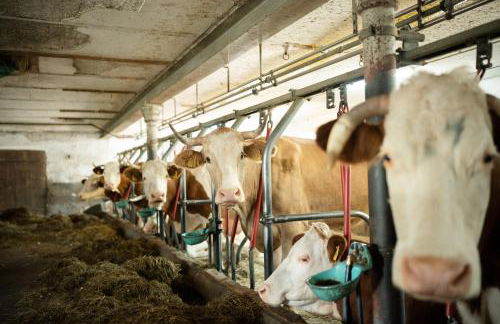 Biohof Dimper - KuhHorn - Foto 16