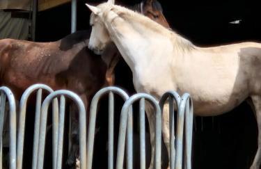 Chevaux au Soleil - Foto 11