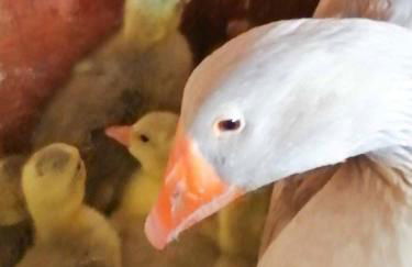 Megris Country Houses - Foto 34