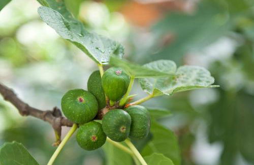 Ferienwohnung Kurrer - Foto 24