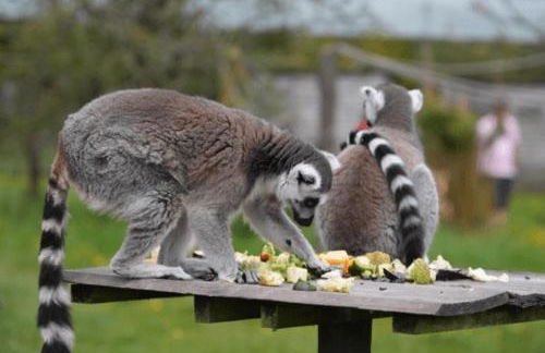 Classy 2 Bed Near Alton Towers, Polar Bears, Peak District - Foto 49