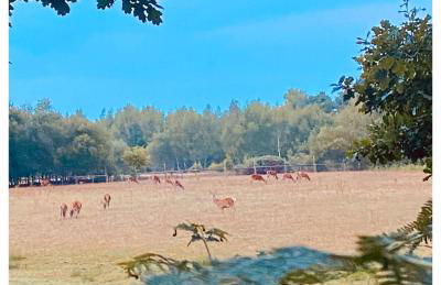 Terry's Cove - Dogs welcome - Photo 8