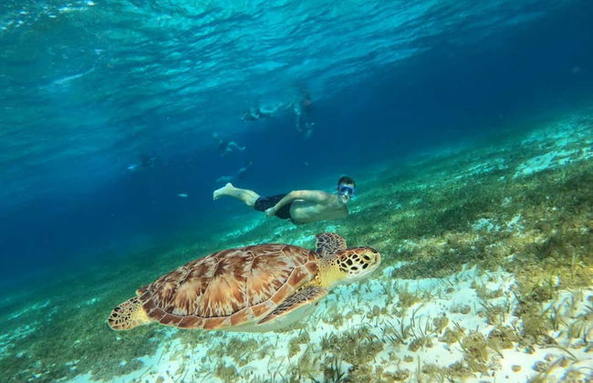 Snorkelling in a Turtle Sanctuary - Photo 2