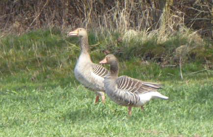 Gut-Rattelvitz-Galerie-D-hochwertig-Sauna-Kamin-eTankstelle-Spielscheune-15-000qm-Parkland - Photo 39