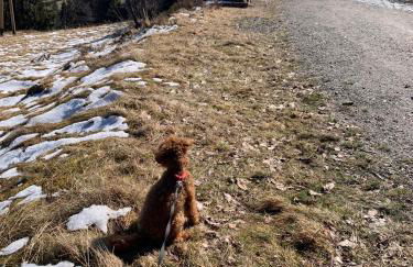 BergOase-Apart am Feldberg - Foto 57