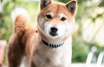 Residence Gold Rain - Foto 8