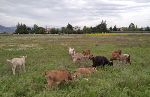ΠΑΛΗΟΚΤΗΜΑ - Palioktima - Photo 24