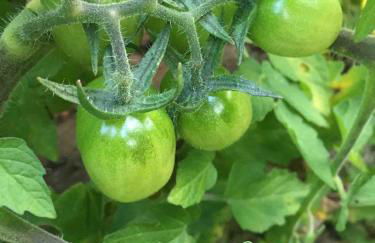 Reserva Atibaia / Casa de Montanha - Photo 57