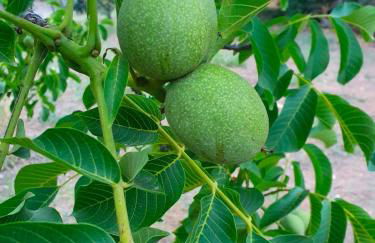 Odori di zagara - Foto 32