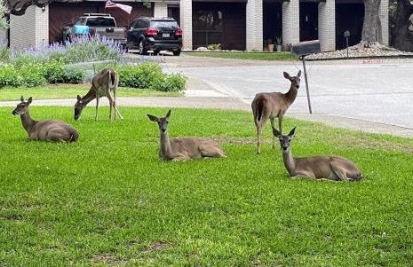 Traveler's Delight: Grand Expedition Home (SAT) - Foto 67