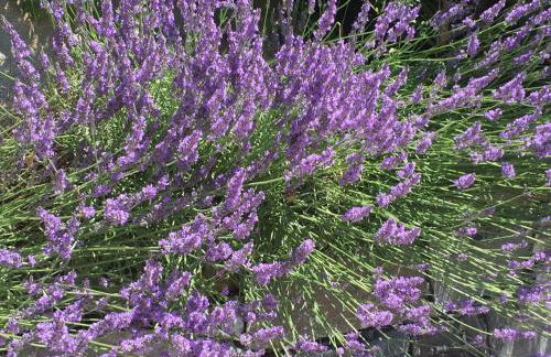 Maison Casa Lavanda - Foto 12