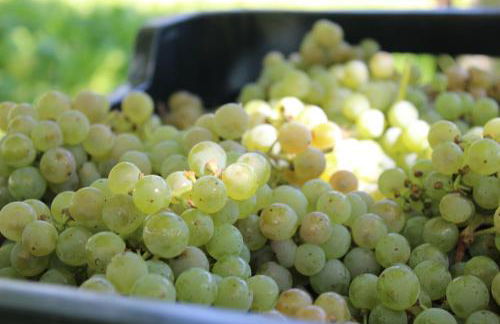 Os Areeiros Turismo Rural & Bodega - Foto 111