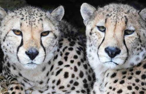 Large historic family home nr Longleat and Bath - Foto 25