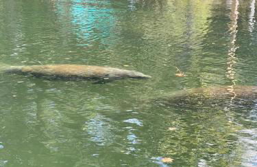 Wet Feet Retreat at Weeki Wachee, The Perfect Riverfront Escape - Foto 53