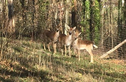 Casa sull'albero Bocchineri - Photo 25