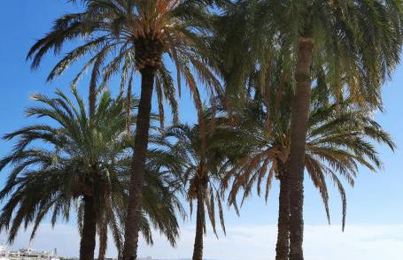 Studio climatisé Lantanas 2 adultes 2 enfants - Foto 19