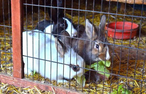 Ferienhaus & Weingut am Steingebiss - Foto 70