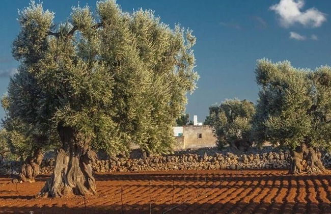 Masseria Fulcignano - Foto 62