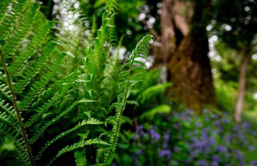 Steading Cottage - 50m from the beach - Foto 72