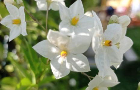 Gerês e Cabreira - Romoa Vintage Guest House - Foto 11