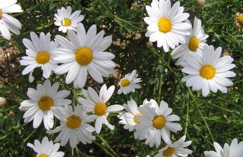 Stratos Villas - Foto 46