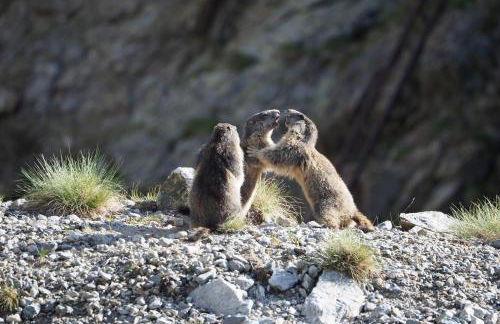Gite l'Esquirol - Foto 20