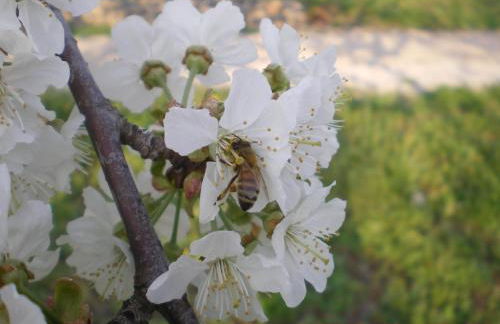 Tenuta Fortelongo - Foto 90