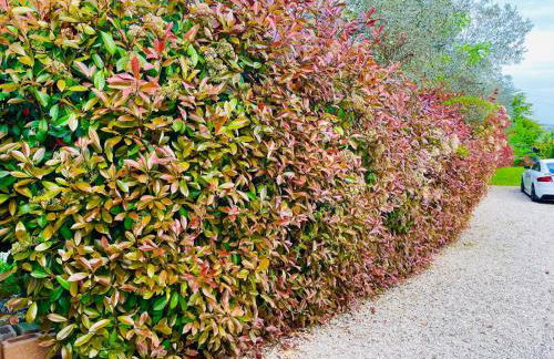 Villa SARA il giardino di Dafne - Foto 9