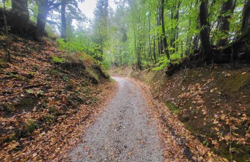 Šumski san - Foto 13