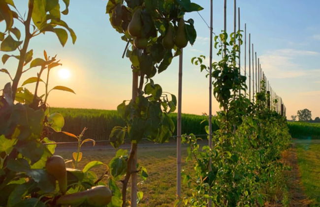 Holiday Home in Vlijtingen With Sauna - Foto 34