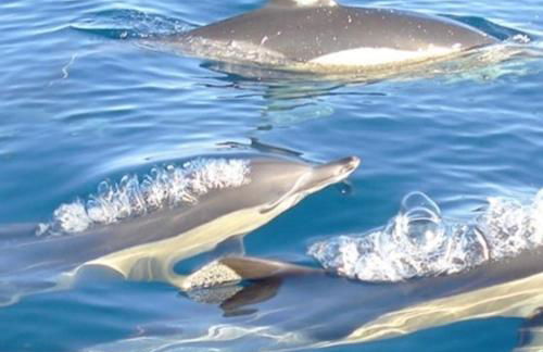 PARAISO DE ALVOR - A true paradise in an amazing nature place with direct access to the pool - Peace and relax - next to Alvor Village and the beach - Photo 33