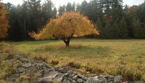 Apple Orchard & Forest Retreat with Woodland Pond - Foto 3