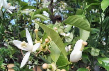 Casas Amaro - Foto 25