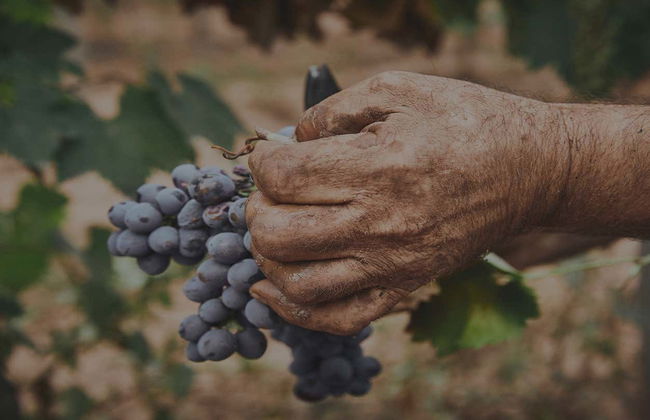 Visita alla cantina Oller del Mas - Foto 5