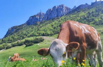Ferienwohnung Waldgeflüster - Photo 10