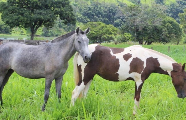 Engenho da Serra Hotel & Ecoresort - Foto 67