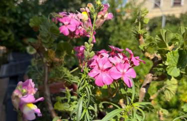 appartamento in villa a Pietragrande Villa Mi Vida - Photo 39