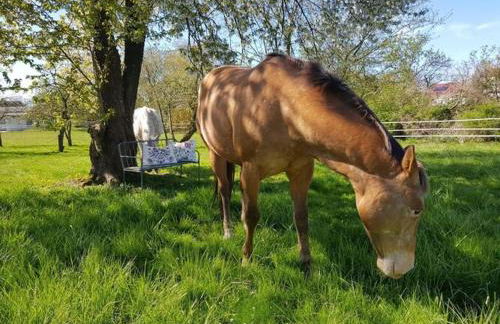 Geraeumiges Ferienhaus mit Sauna - Foto 64