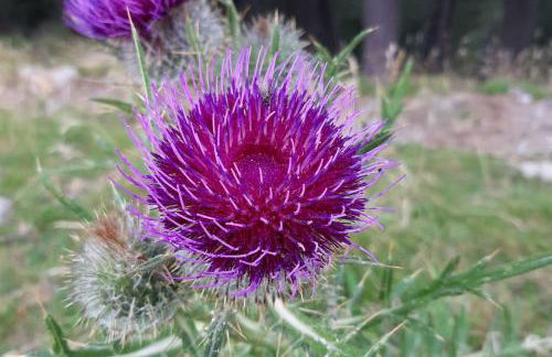 Xalet de muntanya en Parc Natural a 2000 metres - Foto 18