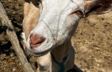 Ferienhof Hofmann - Foto 28