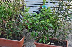 Residenza La Gazza - Foto 23