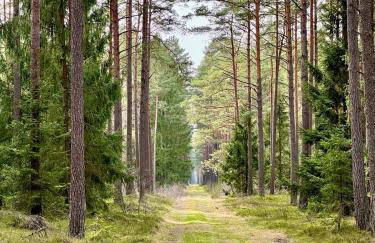 Mazurska Sarenka - Foto 32