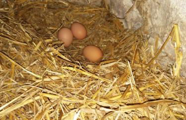 Gites Luzy Morvan Bourgogne - Foto 10