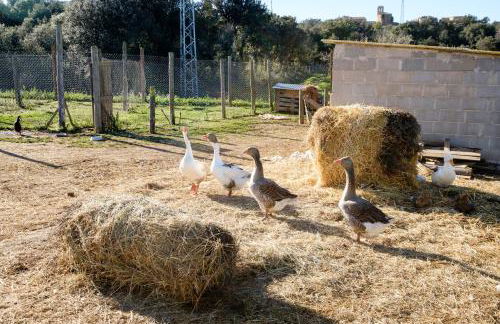 Els Masos d'en Coll - Foto 20