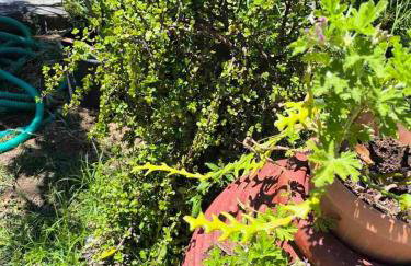 Araucaria studio Manis - Foto 23