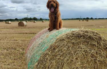 JJs Lodge Oaktree - Foto 21