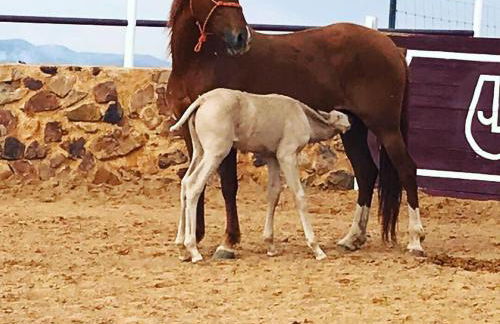 Casa Rural Yeguada Jimenez Latorre - Foto 30
